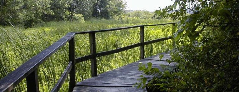 Pemberto Park trail 1 768x297