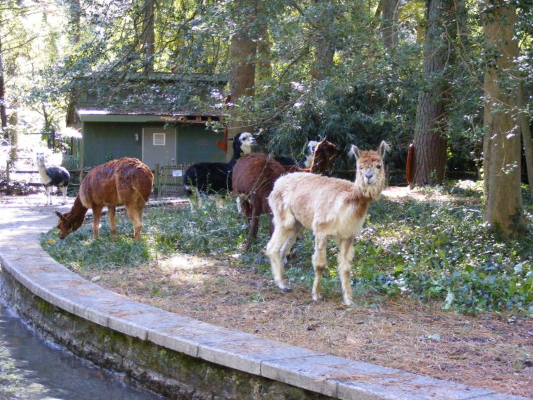 Salisbury Zoo 768x576