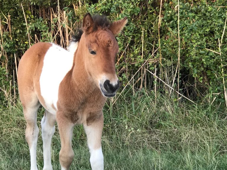 assateague foal 1 768x576