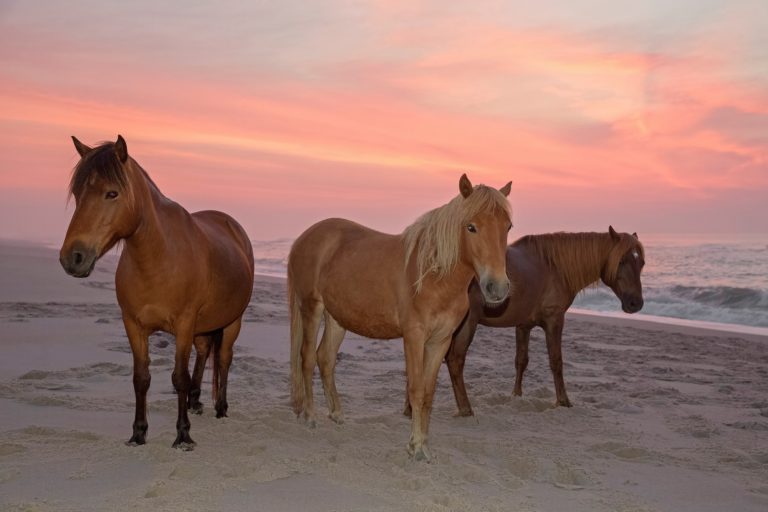 assateague island ponies 768x512