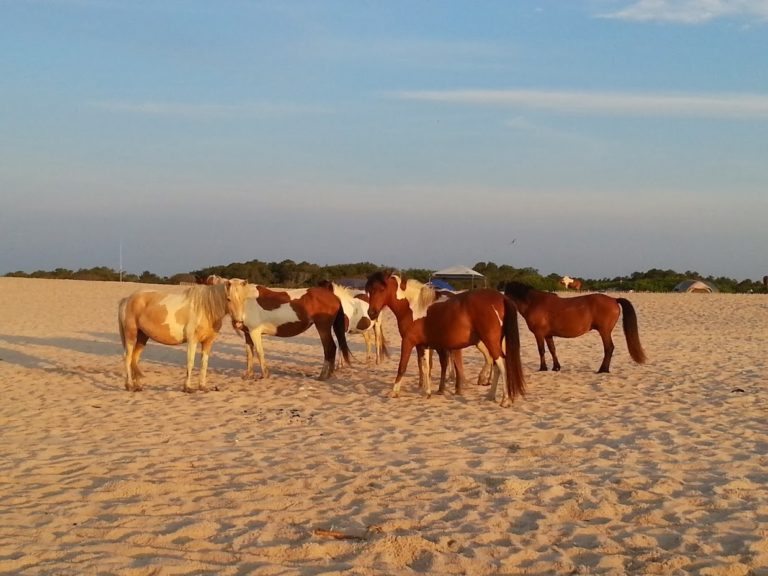 assateague ponies 768x576