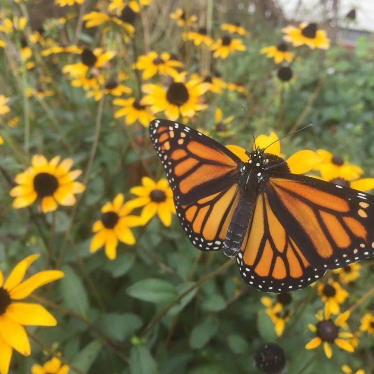 lower shore land trust2 768x768