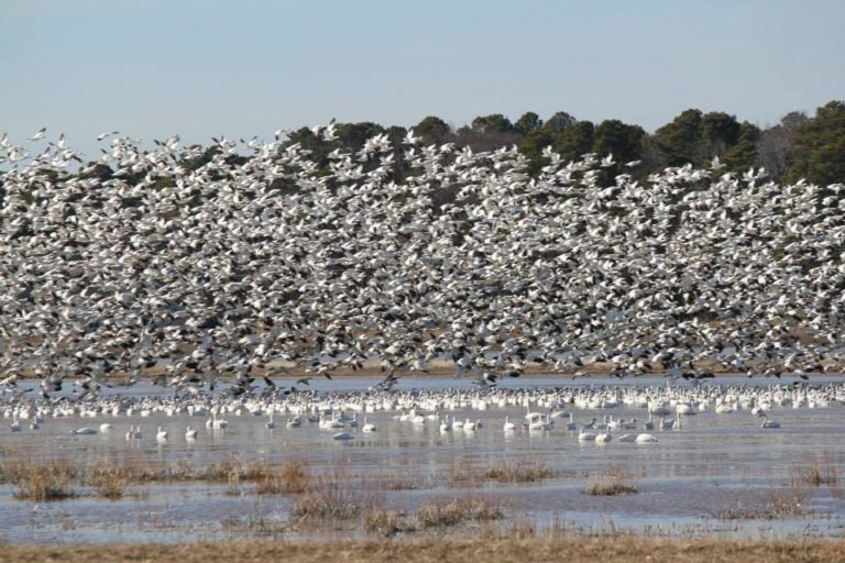 lower shore land trust3 768x512