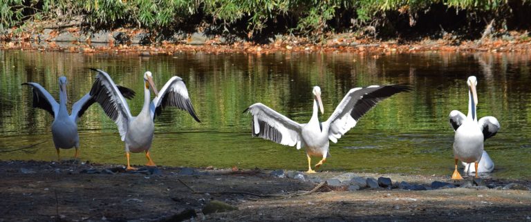 salisbury zoo3 768x322