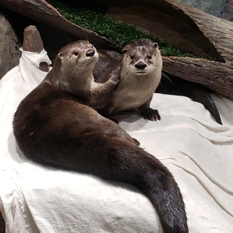 otters 1 768x768