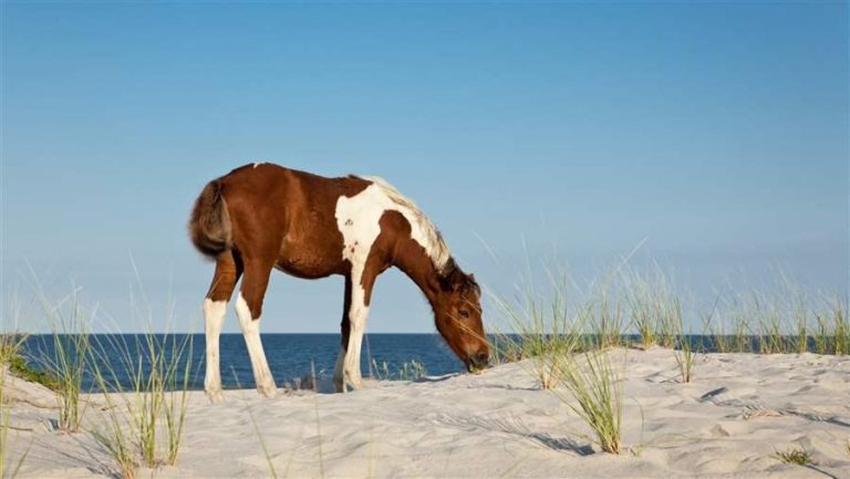 assateague 768x433