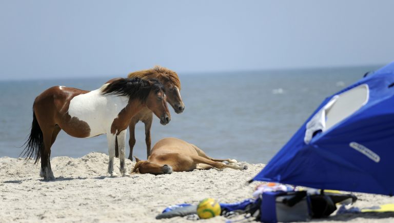 assateague island 768x435