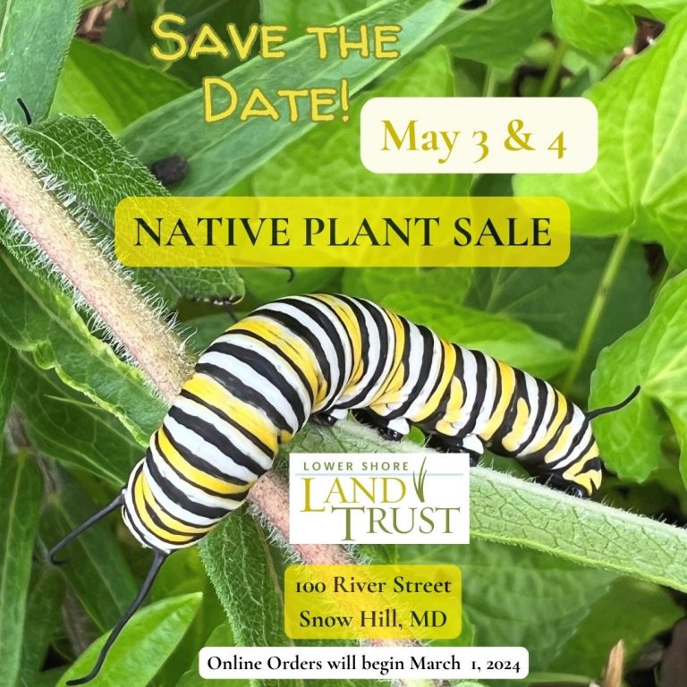 Lower Shore Land Trust Native Plant Sale 768x768