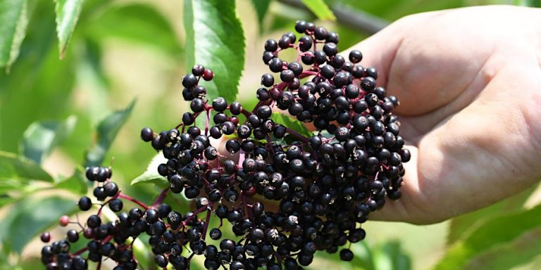 elderberries 768x384