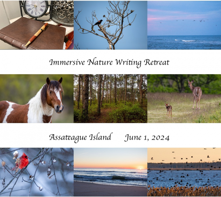 Immersive Nature Writing Retreat Assateague Island Alliance 768x686