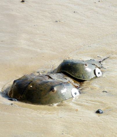 Horseshoe Crab