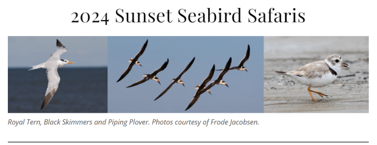 2024 Sunset Seabird Safaris 768x297