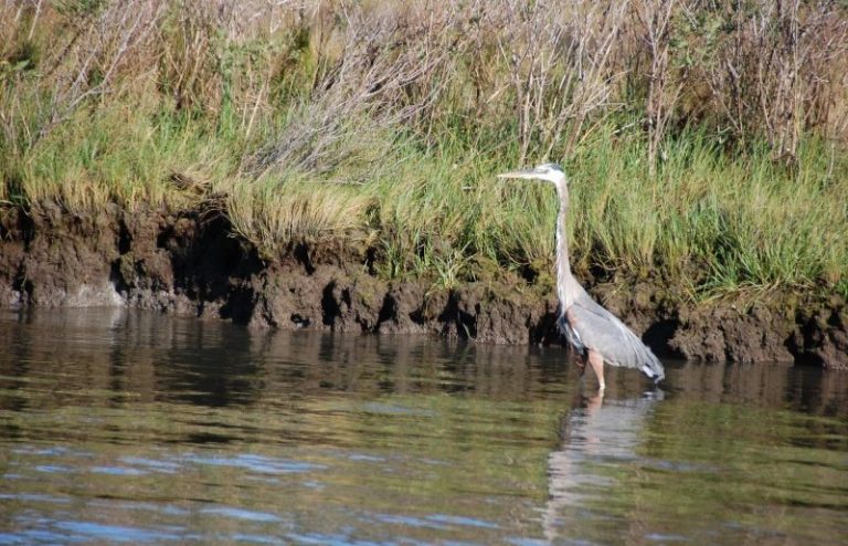 Birding Walks at Janes Island State Park 768x494