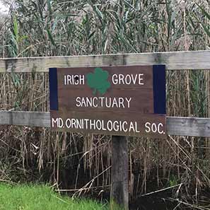 Irish Grove Sanctuary Maryland Ornithological Society