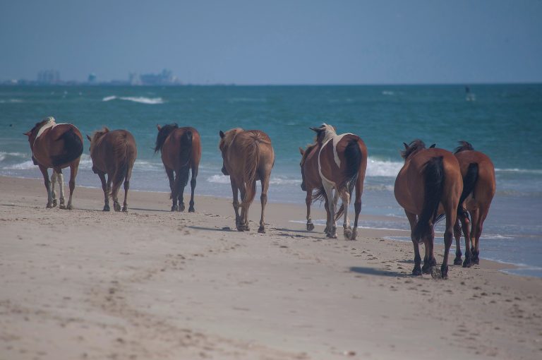 ponies rearview 768x510