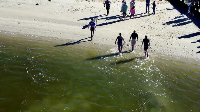 Oyster Dip 2023
