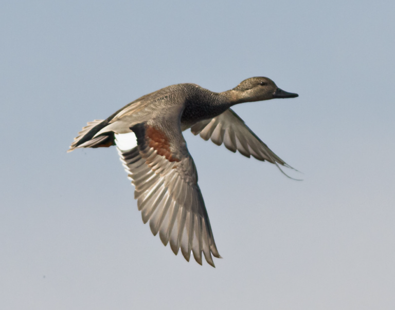 Gadwall photo courtesy of Frode Jacobsen 768x604