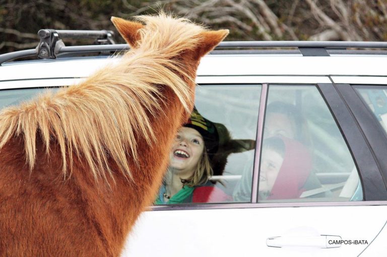 Assateague child in car 1 768x511