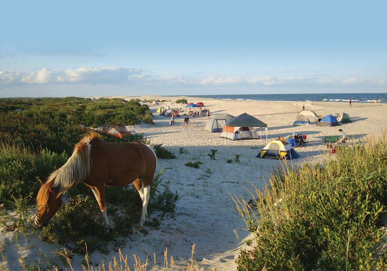 assateague beach camping 1 768x538