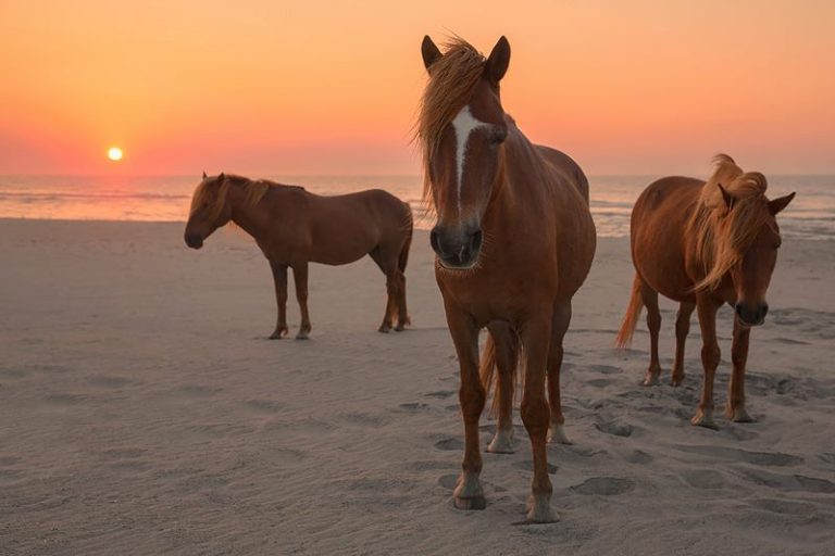 Ponies Assateague Island1 768x512