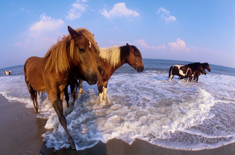 R ponys in surf1 768x508