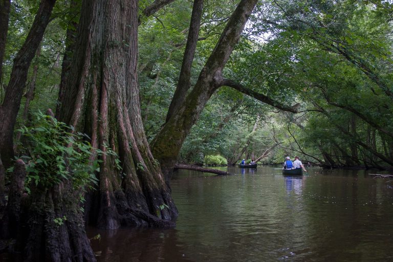 Pocomoke Paddling 768x512