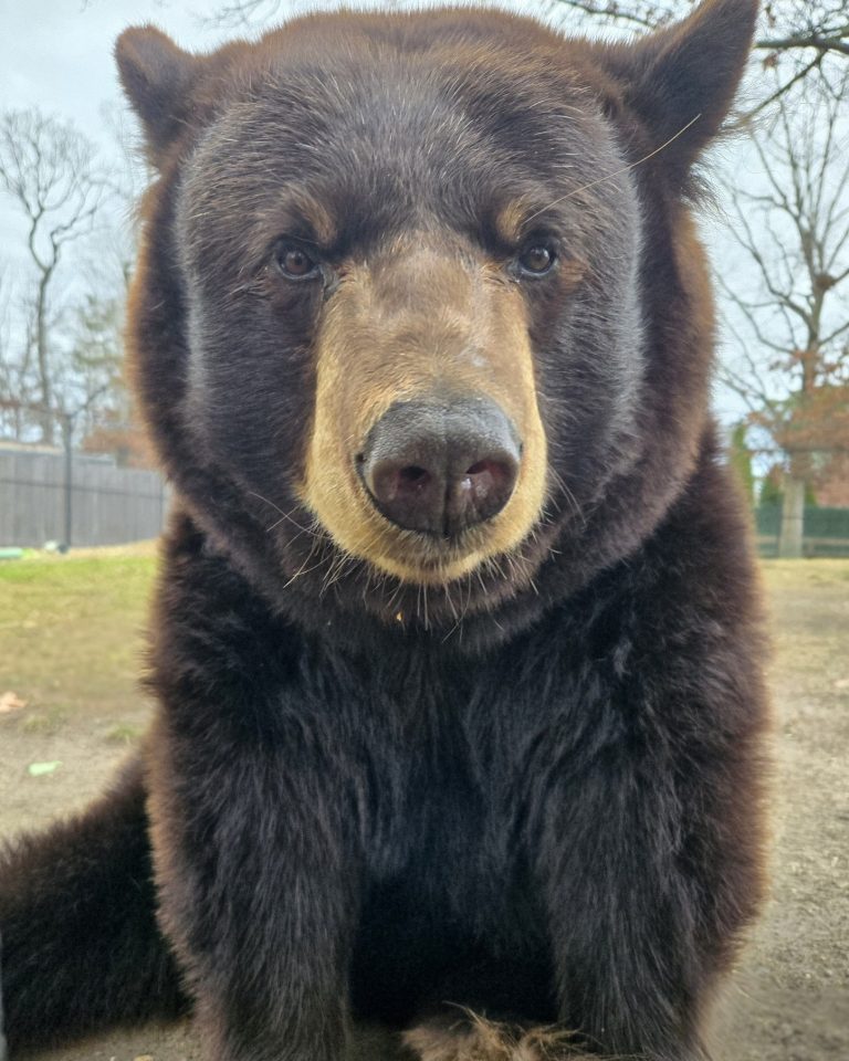 Bear Zookeeper Kim 768x960