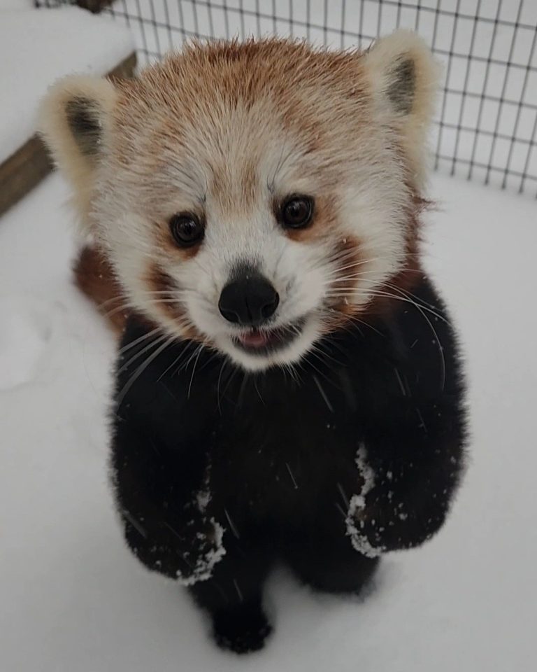 Red Panda Zookeeper Laura 768x960