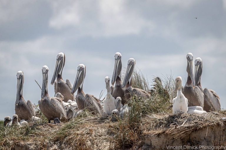 pelicans Vince Dimick 1536x1024 1 768x512