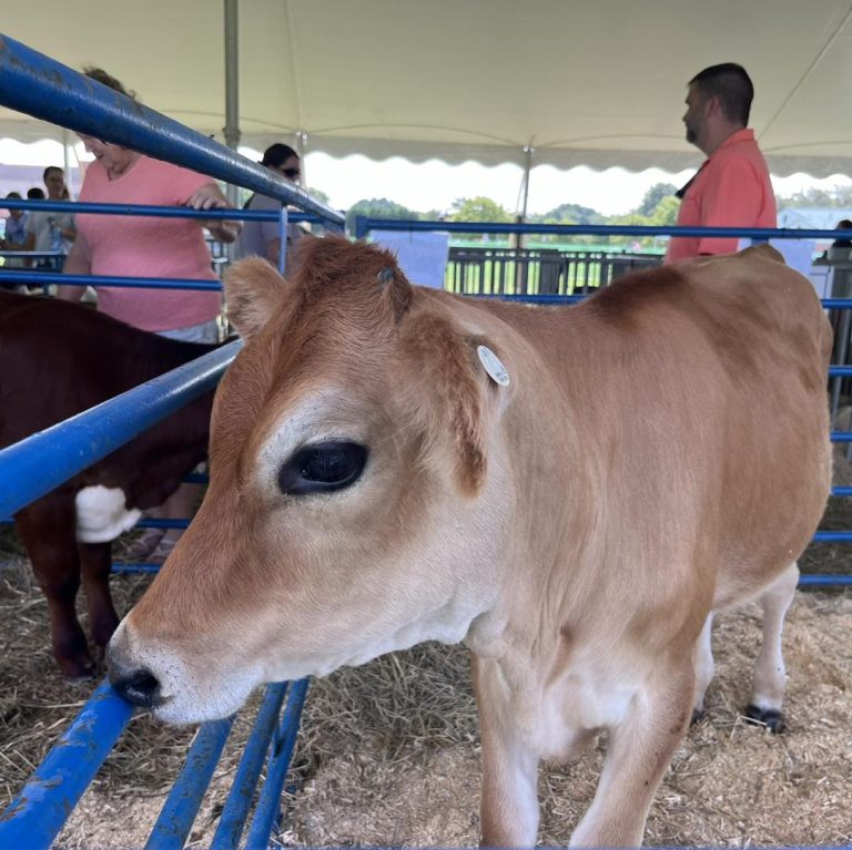 473722841 122208354272219820 8206173932857309629 n 768x767