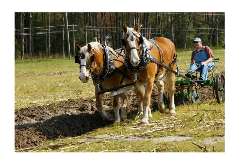 rsw 2320h 1547 768x512