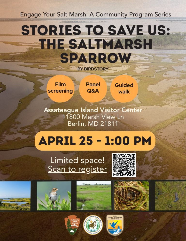 Engage Your Salt Marsh program flyers 768x994